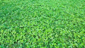 Clover Lawns – The Ultimate Guide